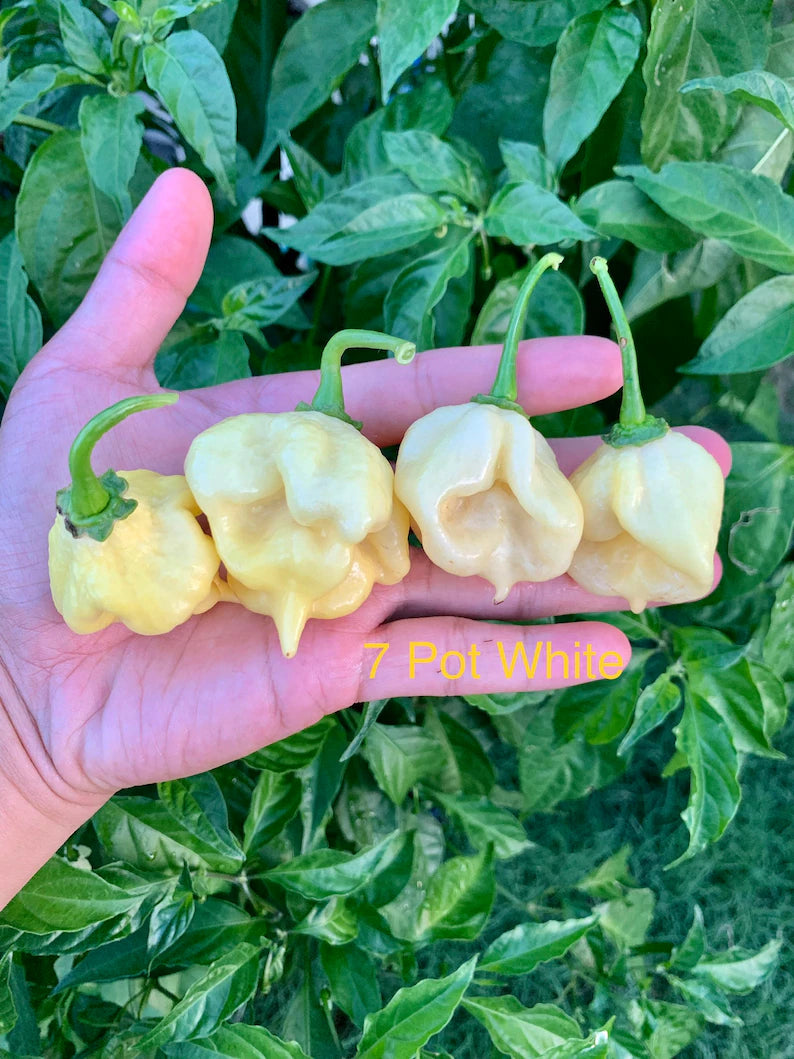7 pot pepper plant 7 pot White Pepper Seeds – HaHa Seeds Shop