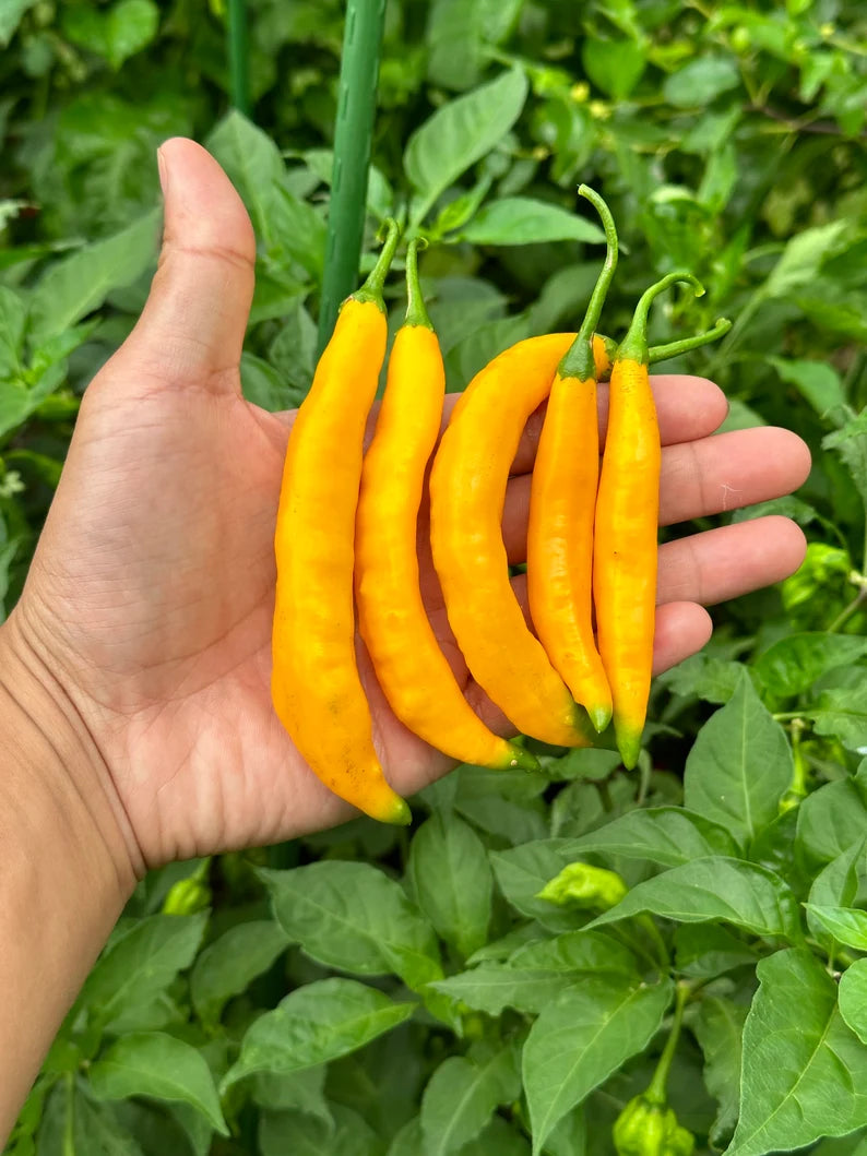 Aji Guyana Pepper Seeds