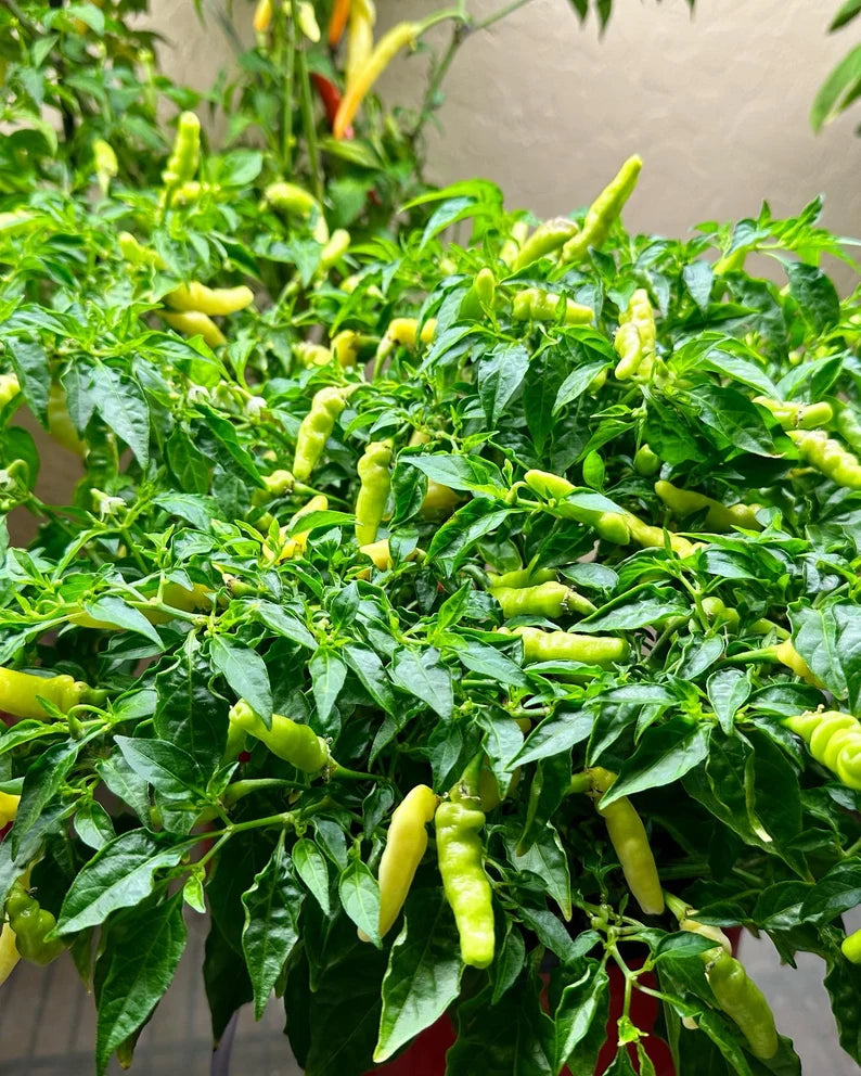 Aribibi Gusano Pepper Seeds