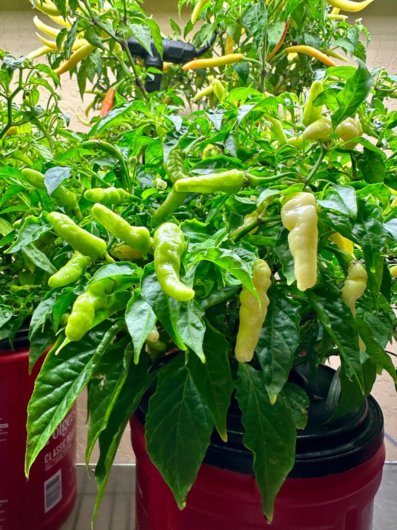 Aribibi Gusano Pepper Seeds