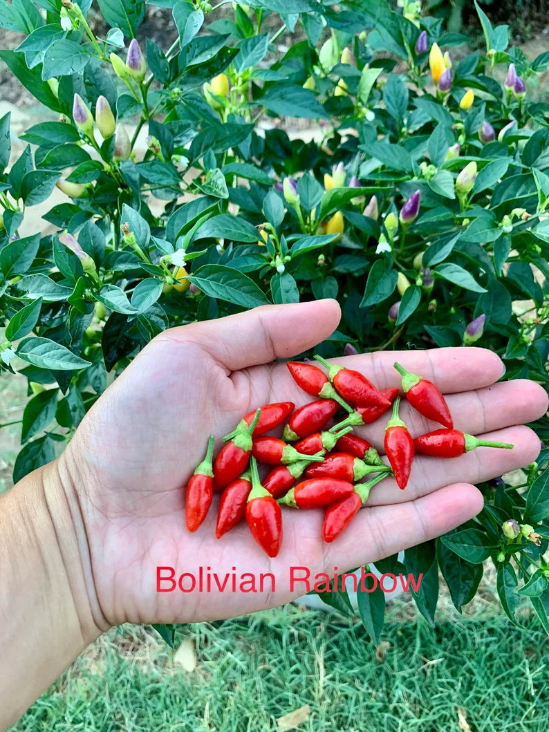 Bolivian Rainbow Pepper Seeds