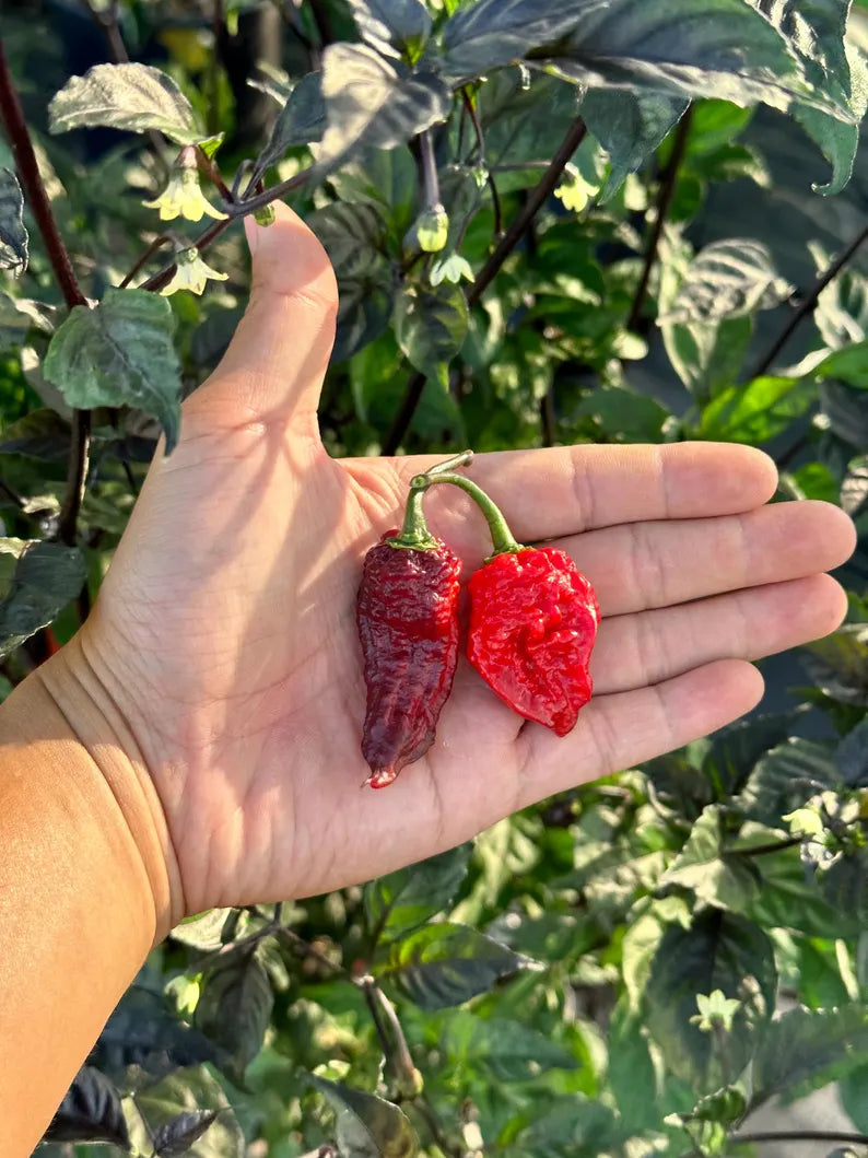 Borg 9 Purple/Red Pepper Seeds