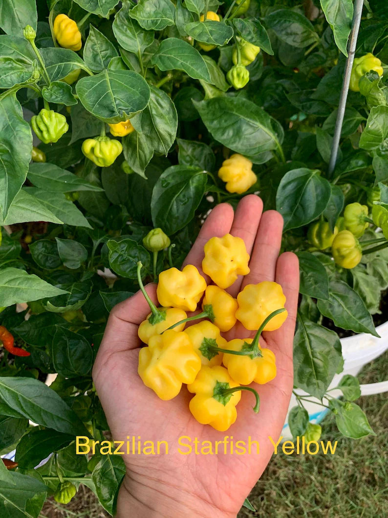 Brazilian Starfish Yellow Pepper Seeds