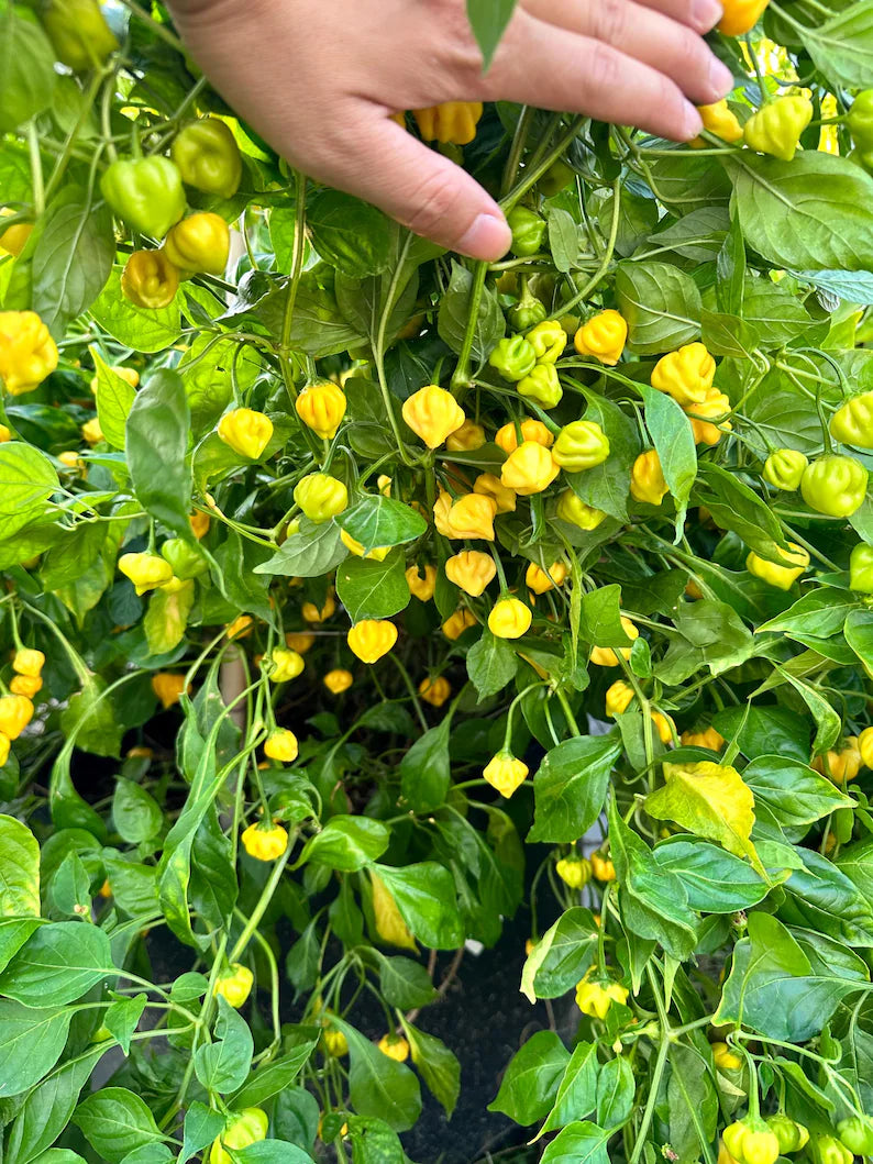 Brazilian Starfish Yellow Pepper Seeds