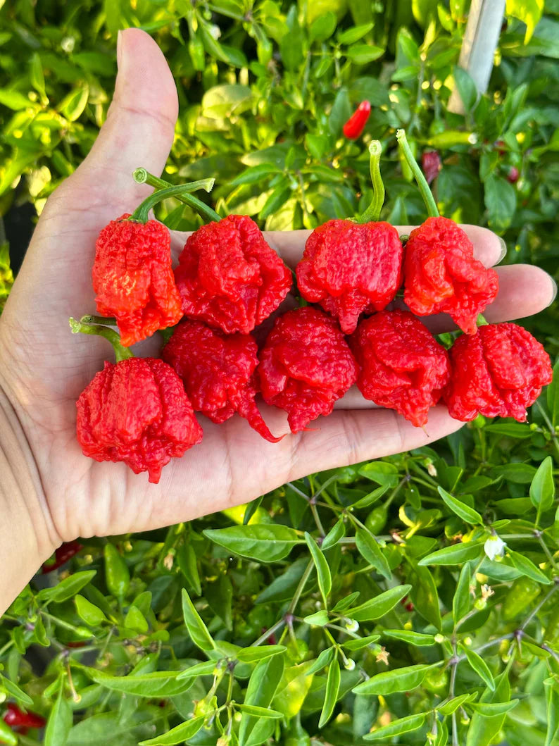 Dragon Breath Pepper Seeds