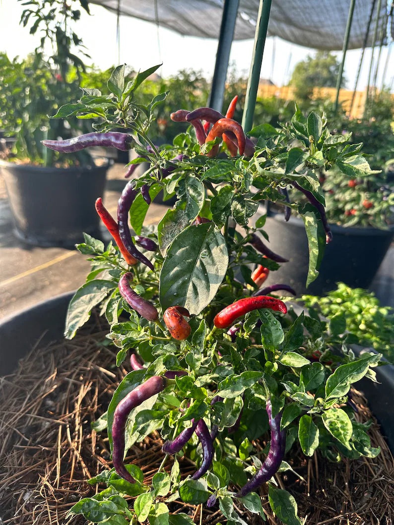 Dream Catcher Purple x Thunder Mountain Longhorn Pepper Seeds
