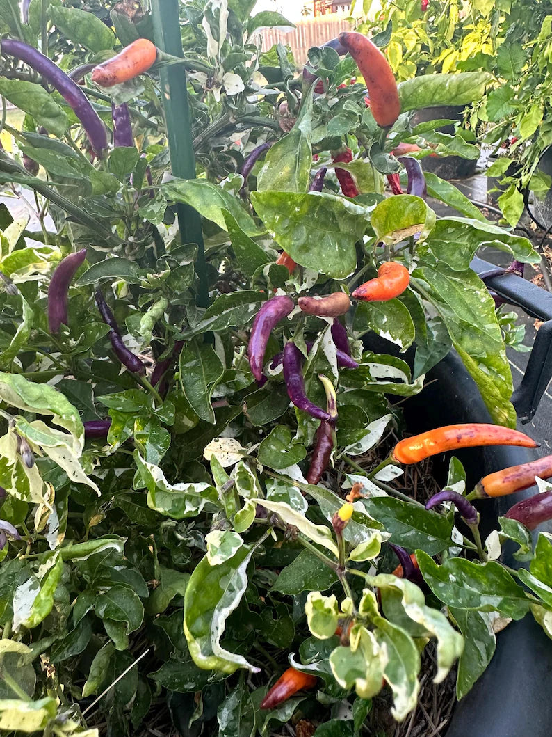 Dream Catcher Purple x Thunder Mountain Longhorn Pepper Seeds