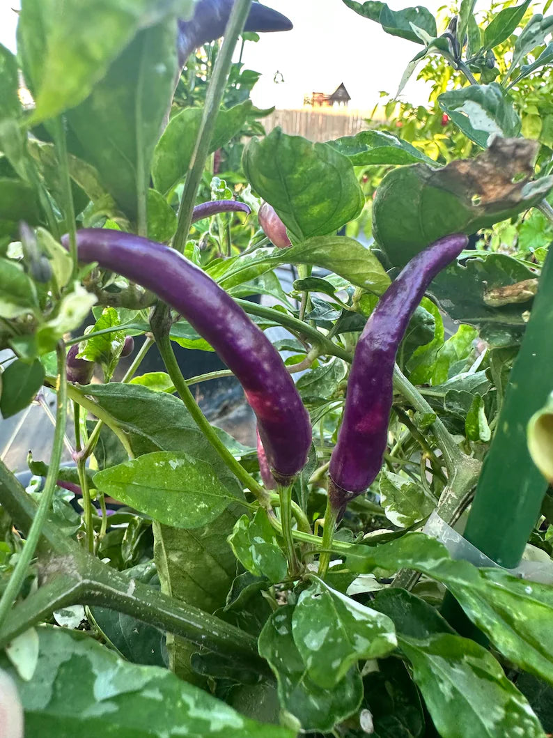 Dream Catcher Purple x Thunder Mountain Longhorn Pepper Seeds