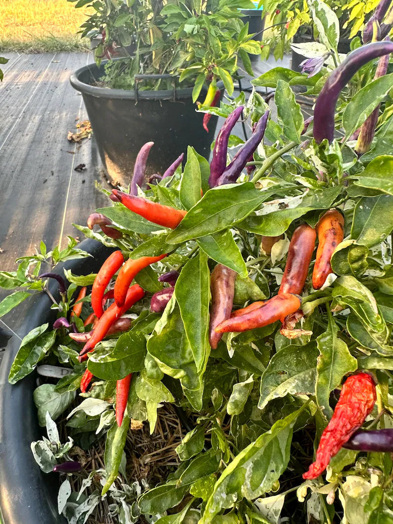 Dream Catcher Purple x Thunder Mountain Longhorn Pepper Seeds