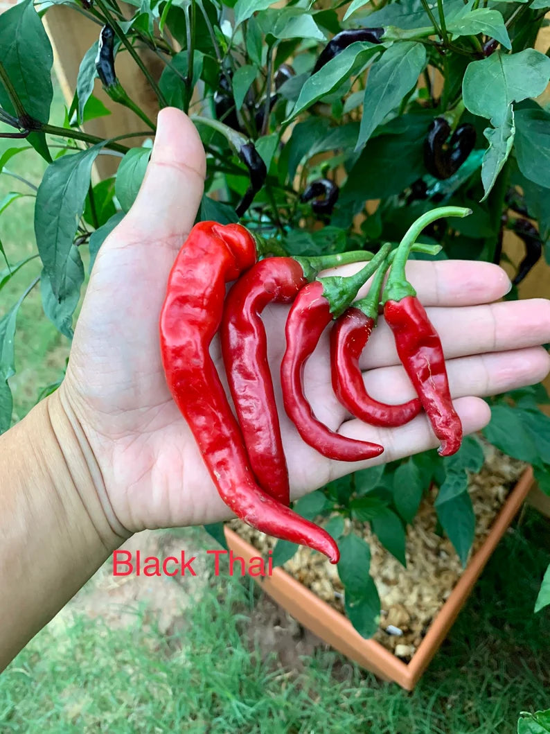 Black Thai Pepper Seeds