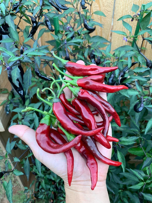 Black Thai Pepper Seeds