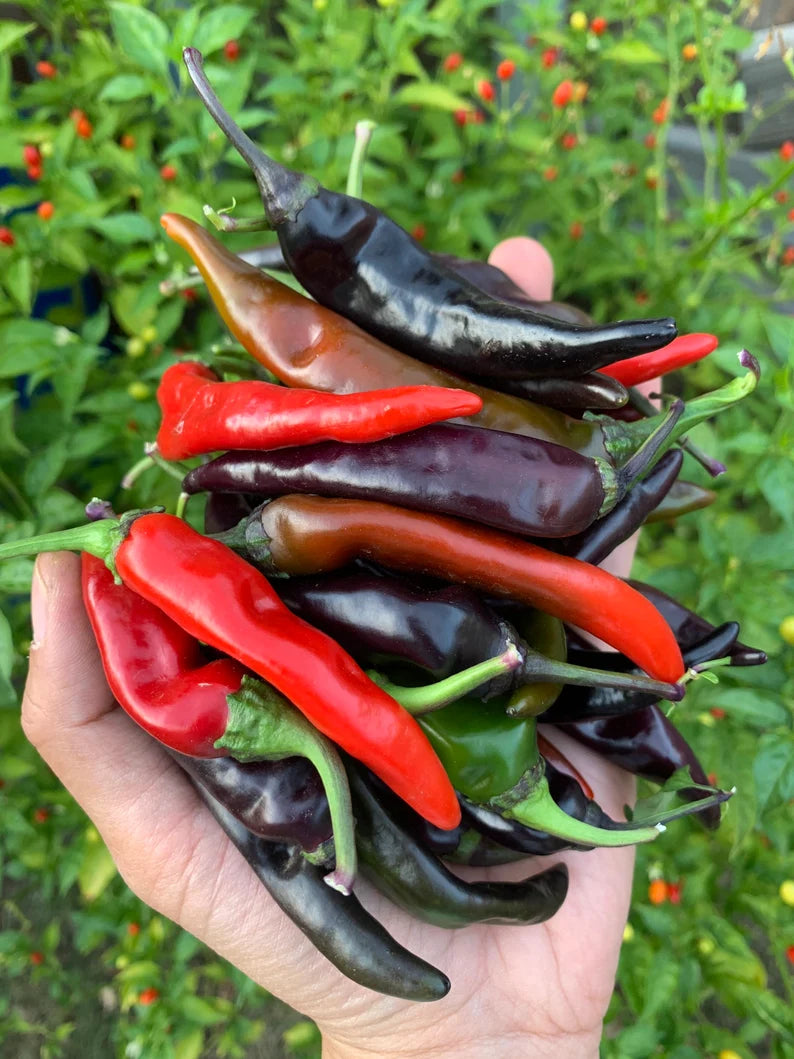 Black Thai Pepper Seeds