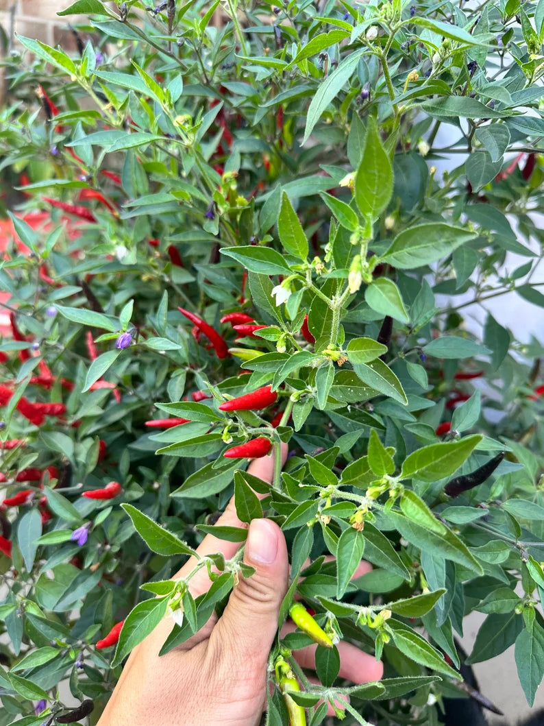 Black Cobra (white flower) Pepper Seeds