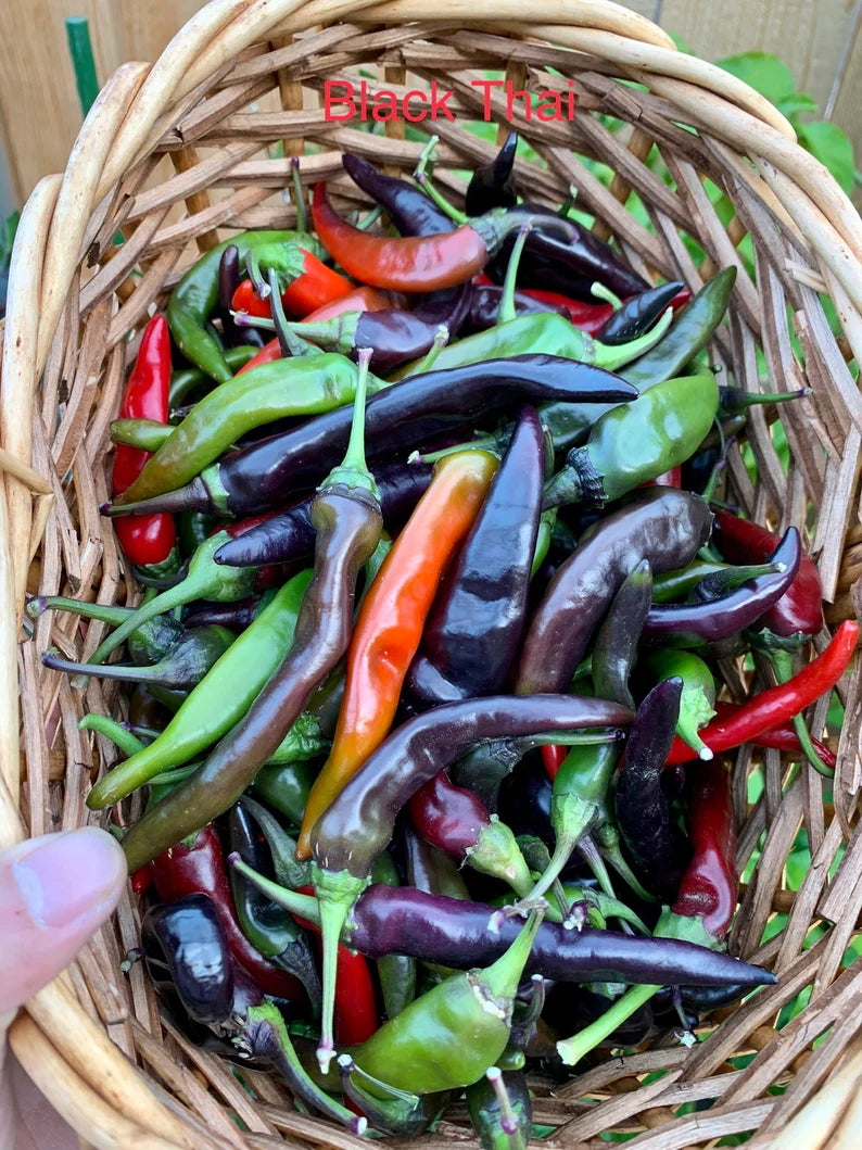 Black Thai Pepper Seeds