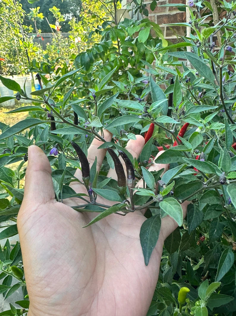 Black Cobra (purple tip flower) Pepper Seeds