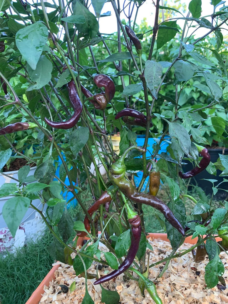 Black Thai Pepper Seeds