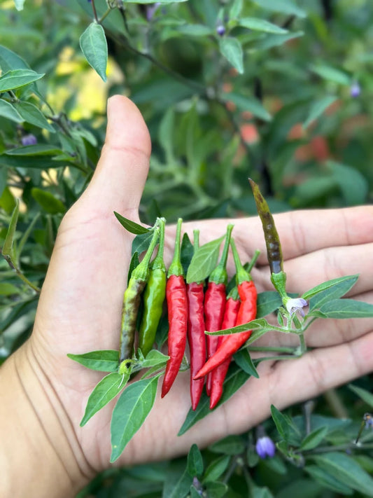 Black Cobra (purple tip flower) Pepper Seeds