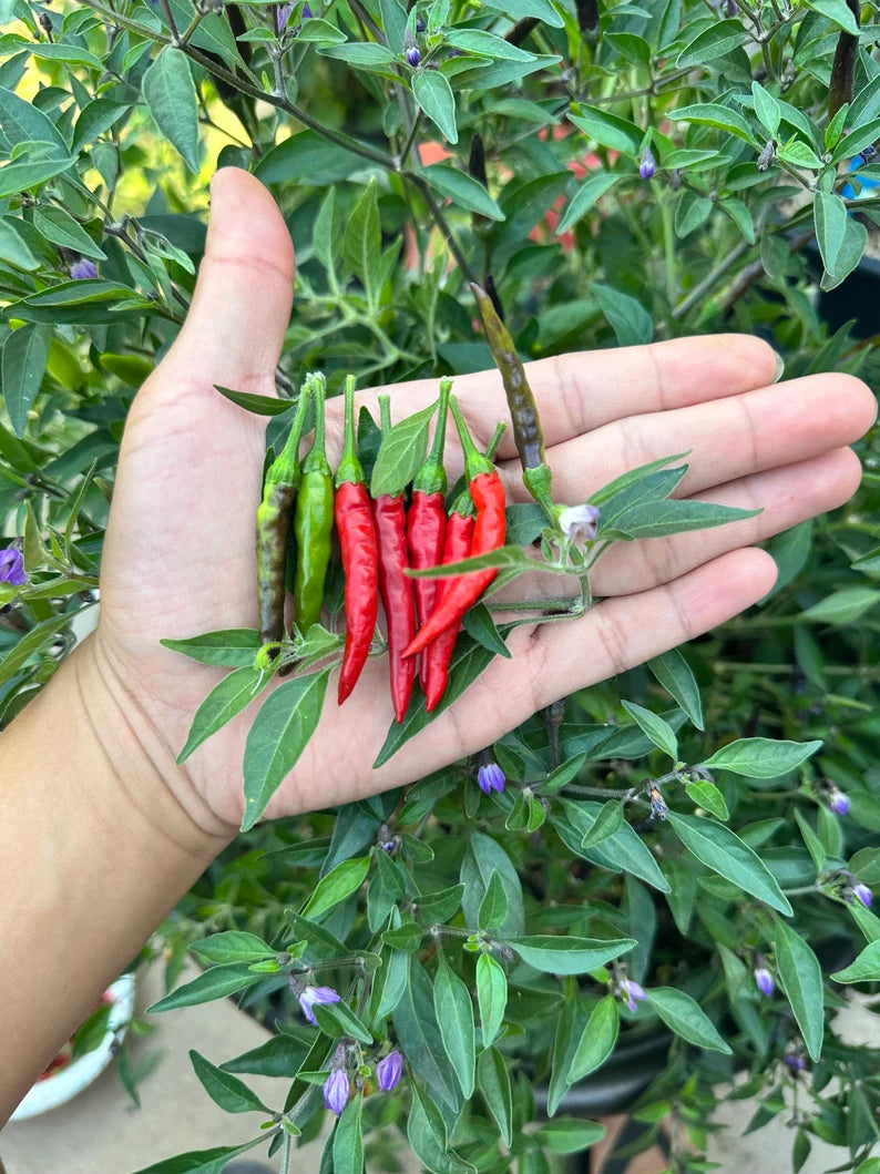 Black Cobra (purple tip flower) Pepper Seeds