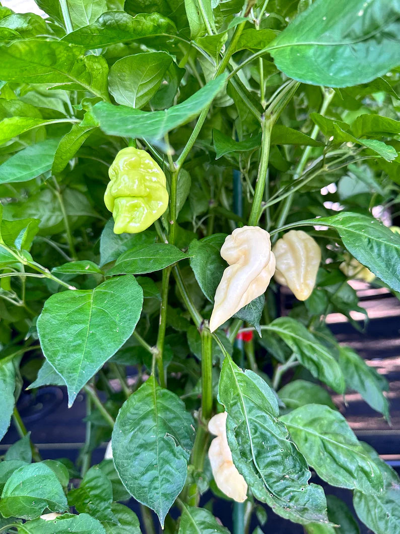 Bingo White Pepper Seeds