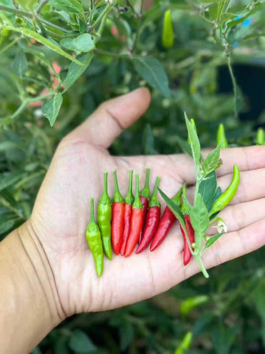 Black Cobra (white flower) Pepper Seeds