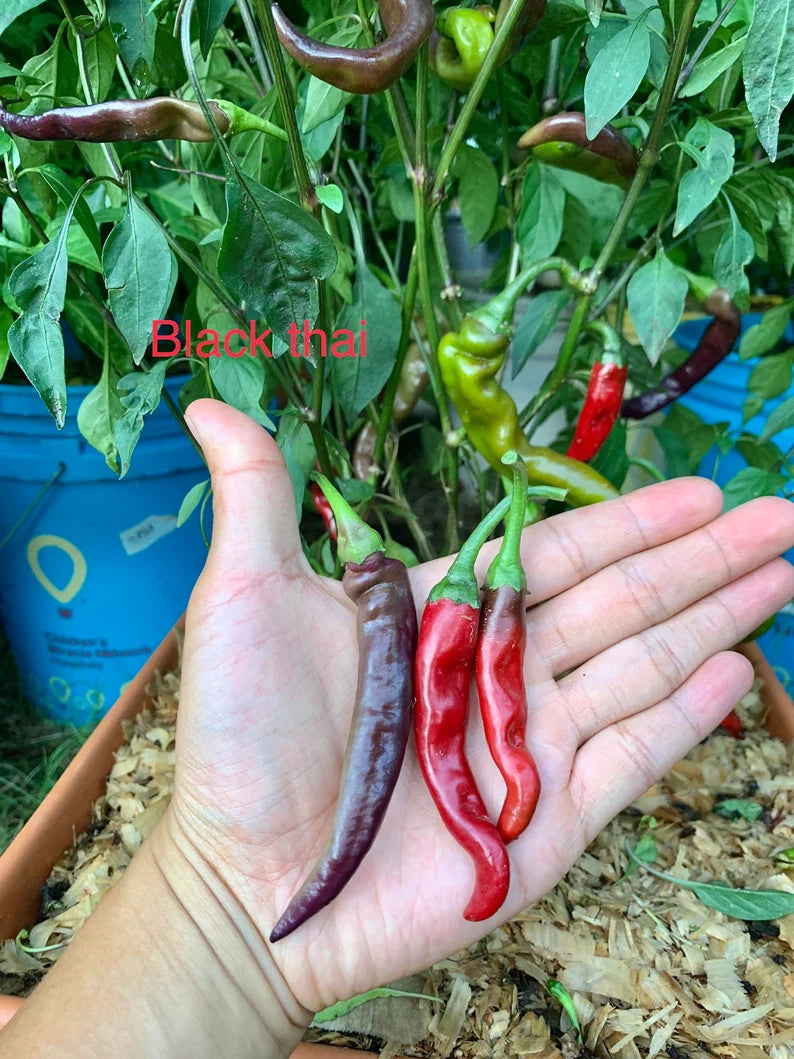 Black Thai Pepper Seeds