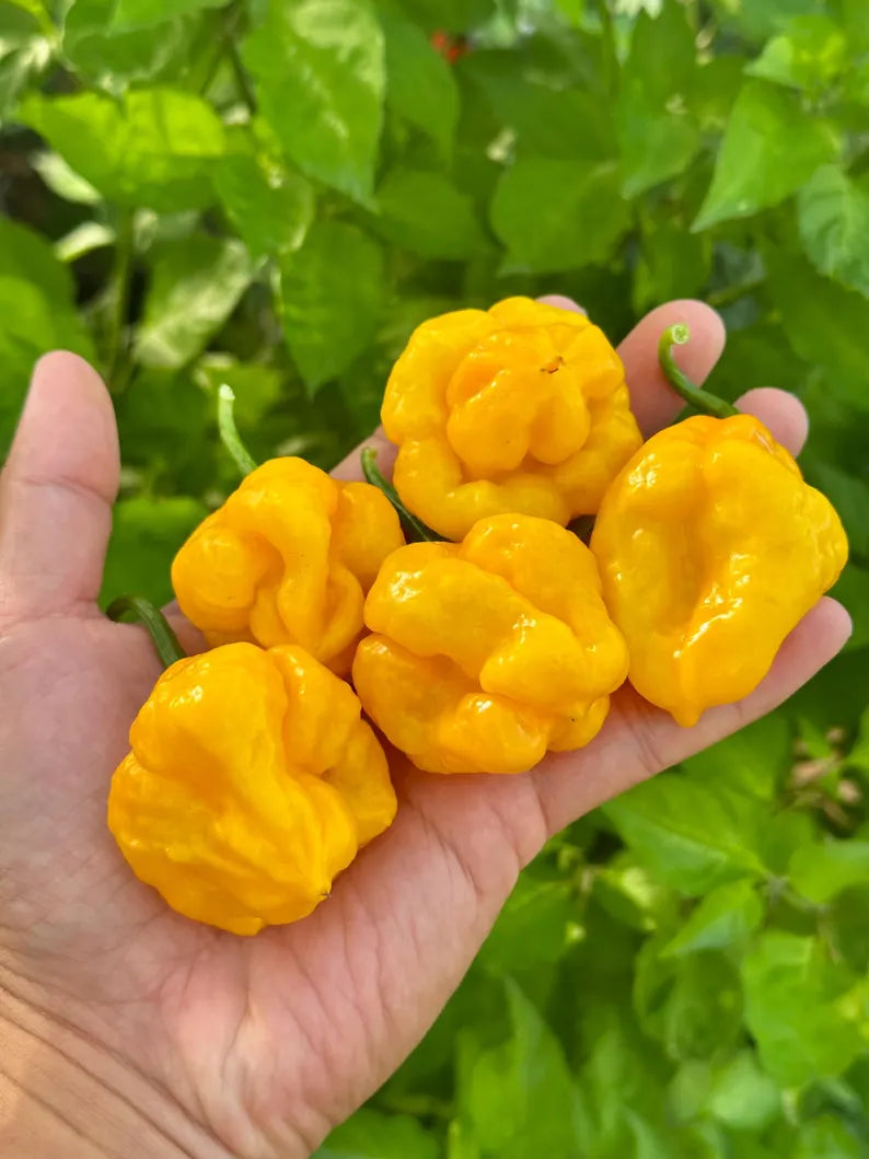 MOA Scotch Bonnet Yellow Pepper Seeds