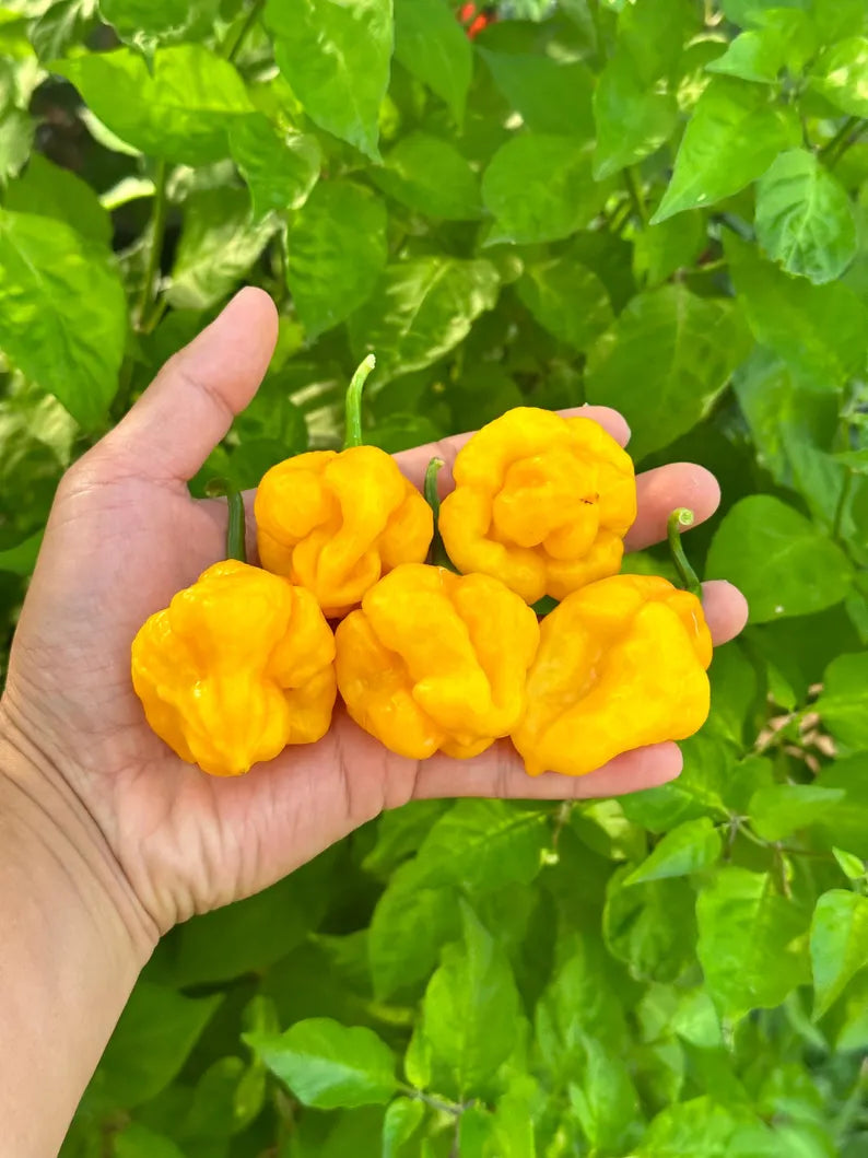 MOA Scotch Bonnet Yellow Pepper Seeds