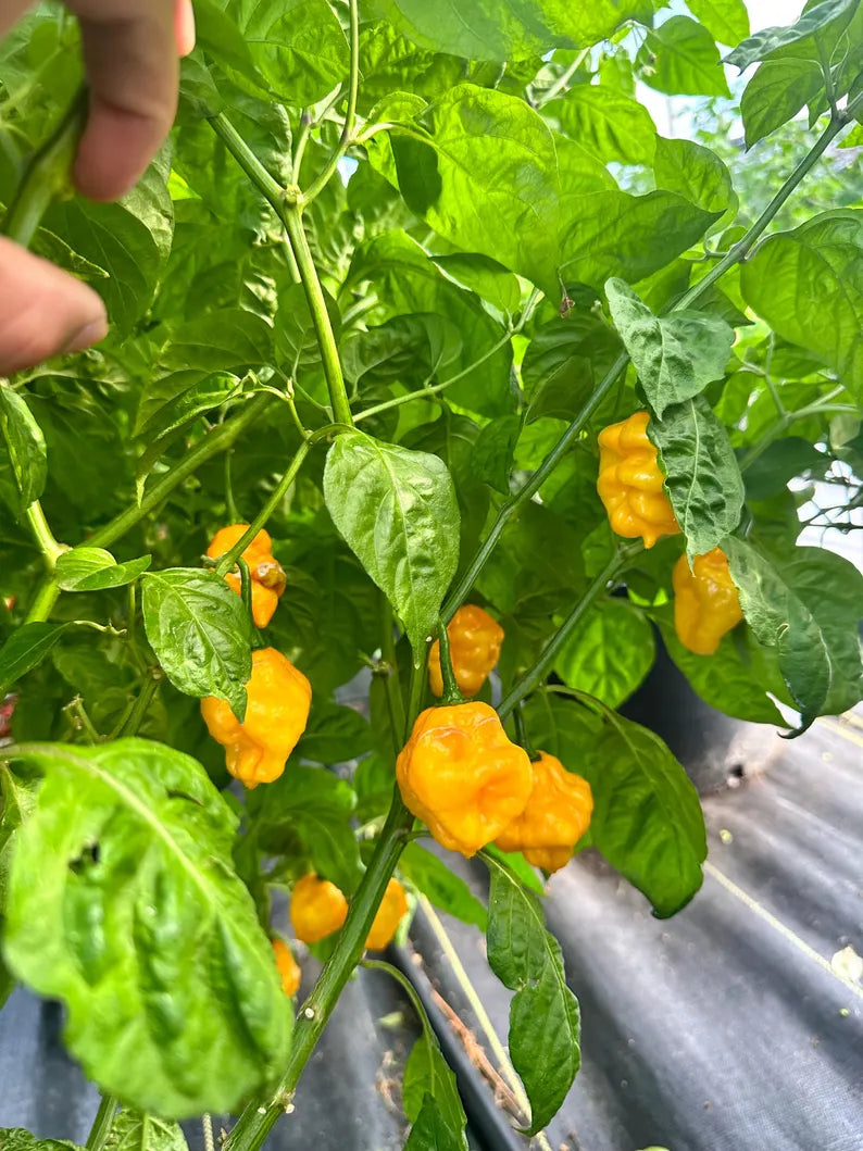 MOA Scotch Bonnet Yellow Pepper Seeds