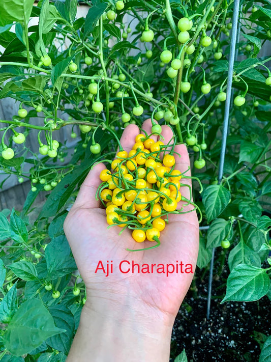 Aji Charapita Pepper Seeds