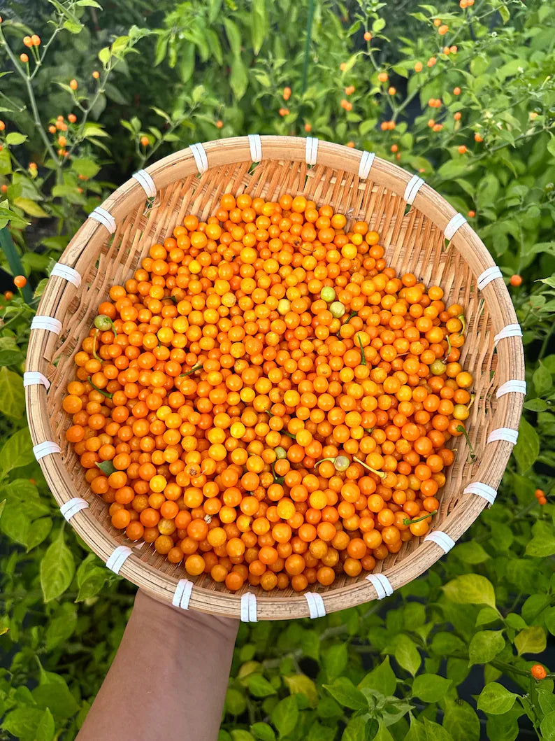 Aji Charapita Pepper Seeds