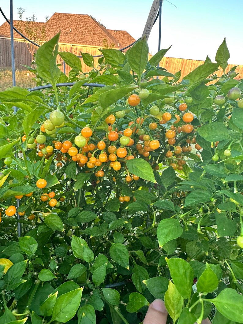 Aji Charapita Pepper Seeds