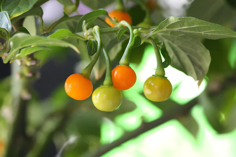 Aji Charapita Pepper Seeds