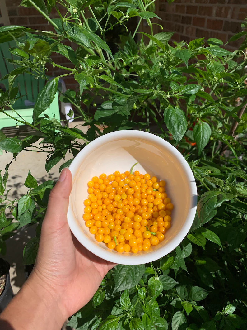 Aji Charapita Pepper Seeds