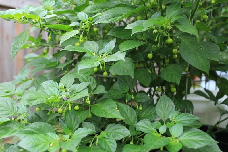 Aji Charapita Pepper Seeds