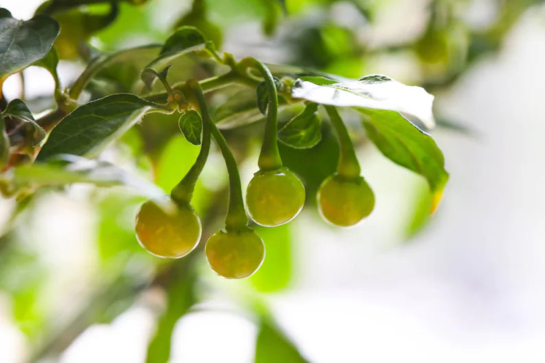 Aji Charapita Pepper Seeds