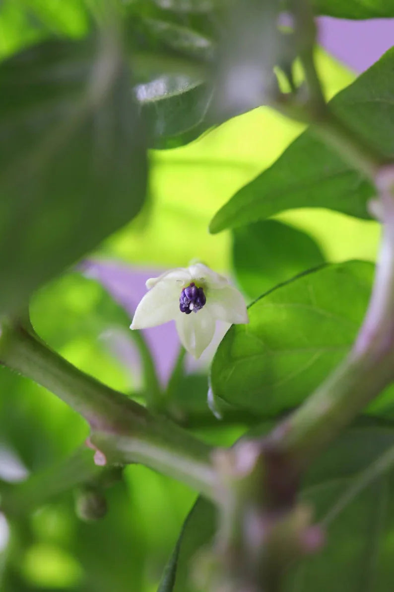 Aji Charapita Pepper Seeds