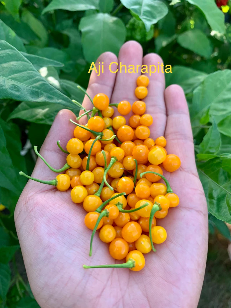 Aji Charapita Pepper Seeds