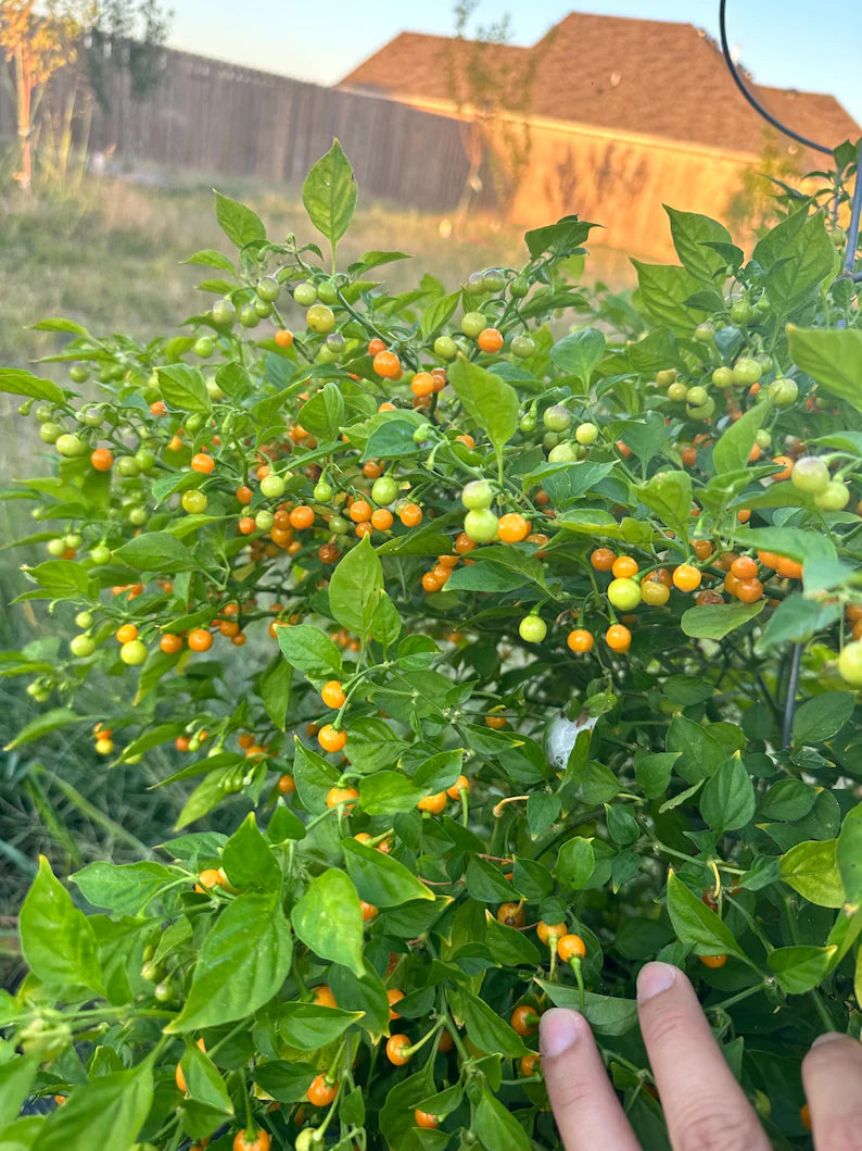 Aji Charapita Pepper Seeds