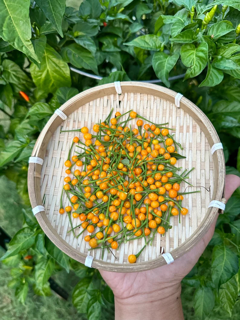 Aji Charapita Pepper Seeds