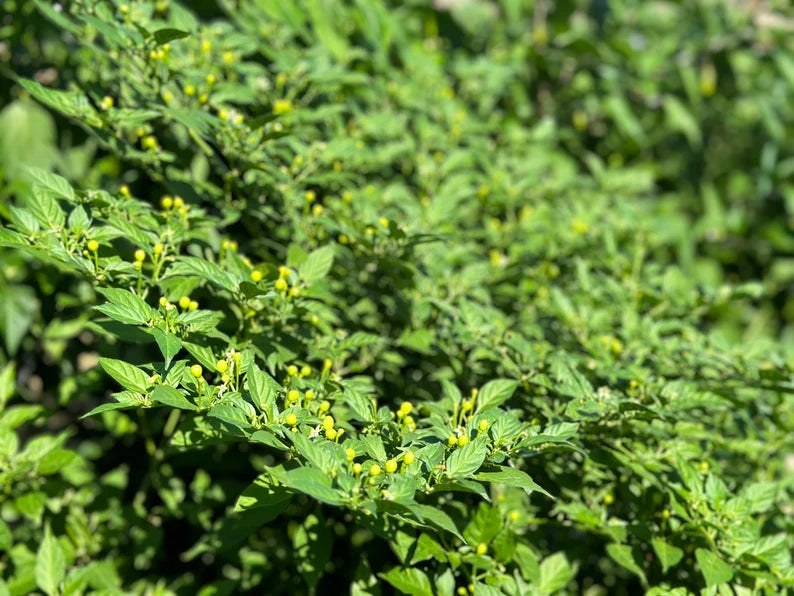 Aji Charapita Pepper Seeds