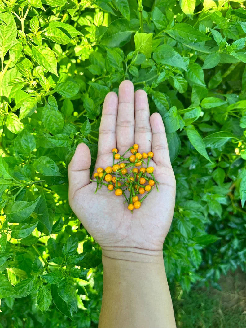 Aji Charapita Pepper Seeds