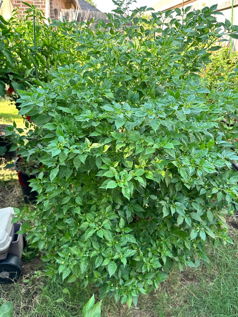 Aji Charapita Pepper Seeds