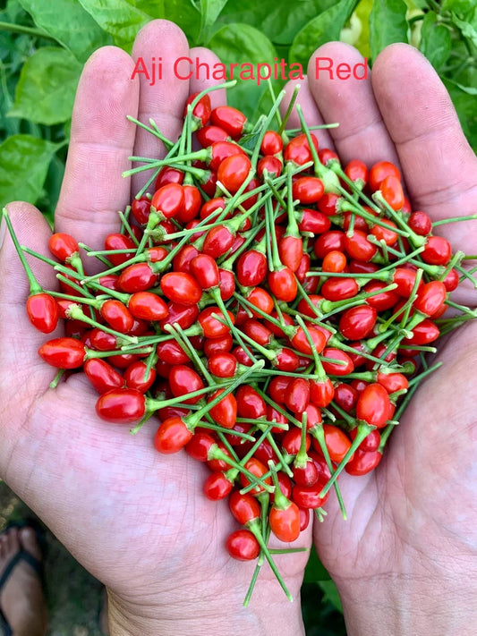 Aji Charapita Red Pepper Seeds