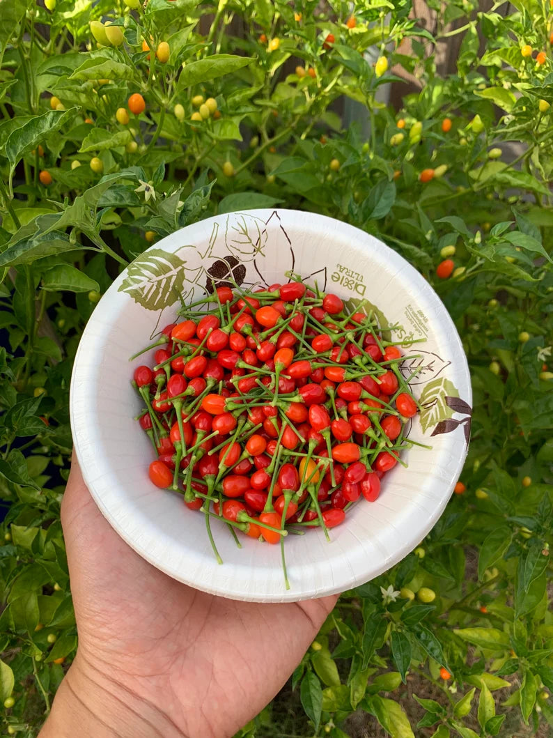 Aji Charapita Red Pepper Seeds