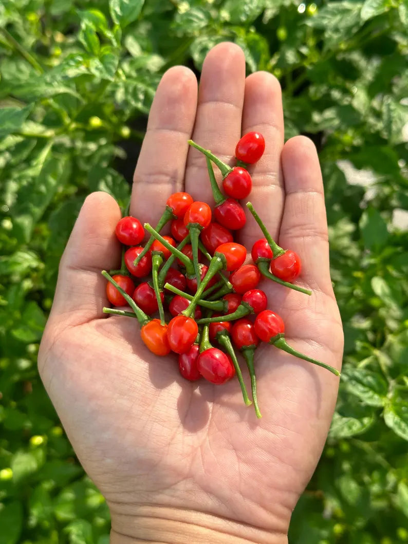 Aji Charapita Red Pepper Seeds