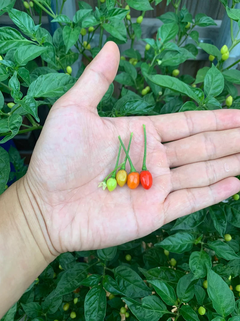 Aji Charapita Red Pepper Seeds