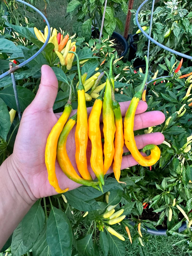 Aji Guyana Pepper Seeds