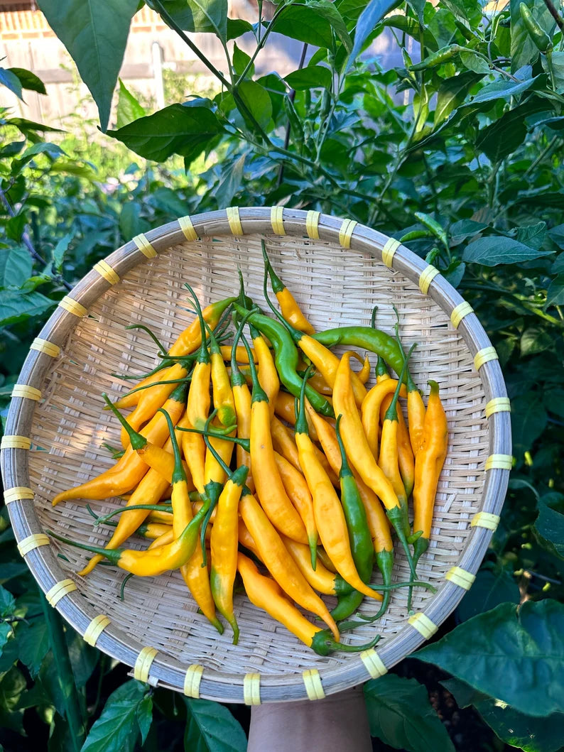 Aji Guyana Pepper Seeds