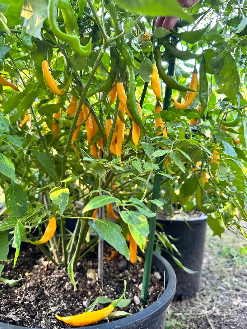 Aji Guyana Pepper Seeds