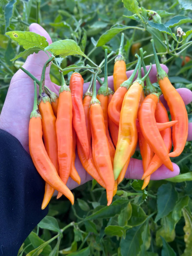 Aji Inca Berry XL Orange Pepper Seeds